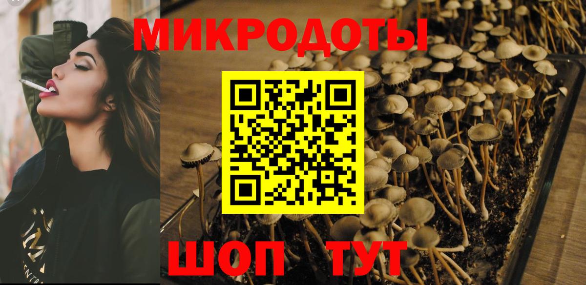 Псилоцибиновые грибы Psilocybe Карпинск